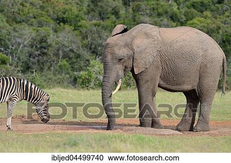 African bush elephant bull (Loxodonta africana) and Burchell's zebra (Equus quagga burchellii) drinking face to face at waterhole, Addo Elephant National Park, Eastern Cape, South Africa, Africa View Large Photo Image Stock Image - African bush elephant bull (Loxodonta africana) and Burchell's zebra (Equus quagga burchellii) drinking face to face at waterhole, Addo Elephant National Park, Eastern Cape, South Africa, Africa. Fotosearch