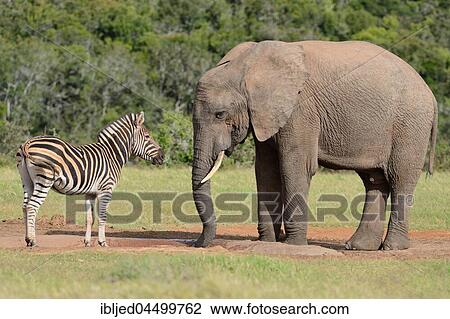 African bush elephant bull (Loxodonta africana) drinking face to face with Burchell's zebra (Equus quagga burchellii) at waterhole, Addo Elephant National Park, Eastern Cape, South Africa, Africa View Large Photo Image Stock Image - African bush elephant bull (Loxodonta africana) drinking face to face with Burchell's zebra (Equus quagga burchellii) at waterhole, Addo Elephant National Park, Eastern Cape, South Africa, Africa. Fotosearch