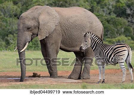 African bush elephant bull (Loxodonta africana) drinking at waterhole with Burchell's zebra (Equus quagga burchellii), Addo Elephant National Park, Eastern Cape, South Africa, Africa View Large Photo Image Stock Photo - African bush elephant bull (Loxodonta africana) drinking at waterhole with Burchell's zebra (Equus quagga burchellii), Addo Elephant National Park, Eastern Cape, South Africa, Africa. Fotosearch