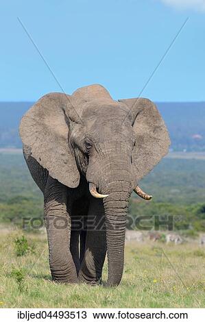 African bush elephant (Loxodonta africana), adult male feeding on grass, Addo Elephant National Park, Eastern Cape, South Africa, Africa View Large Photo Image Stock Image - African bush elephant (Loxodonta africana), adult male feeding on grass, Addo Elephant National Park, Eastern Cape, South Africa, Africa. Fotosearch