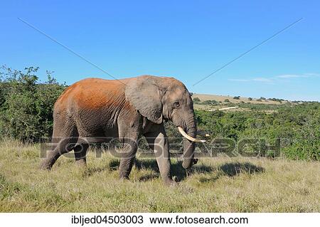 African bush elephant (Loxodonta africana), bull walking on grass, Addo Elephant National Park, Eastern Cape, South Africa, Africa View Large Photo Image Stock Image - African bush elephant (Loxodonta africana), bull walking on grass, Addo Elephant National Park, Eastern Cape, South Africa, Africa. Fotosearch