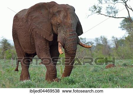 African bush elephant (Loxodonta africana) feeding on grass, bull, Kruger National Park, South Africa, Africa View Large Photo Image Stock Photo - African bush elephant (Loxodonta africana) feeding on grass, bull, Kruger National Park, South Africa, Africa. Fotosearch