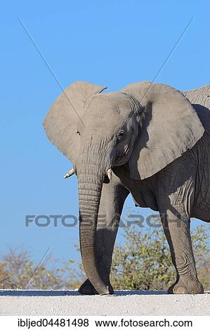 African bush elephant (Loxodonta africana), adult female on a dirt road, facing, low angle view, Etosha National Park, Namibia, Etosha National Park, Namibia, Africa View Large Photo Image Stock Photo - African bush elephant (Loxodonta africana), adult female on a dirt road, facing, low angle view, Etosha National Park, Namibia, Etosha National Park, Namibia, Africa. Fotosearch
