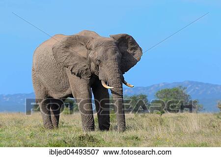 African bush elephant (Loxodonta africana), adult male feeding on grass, Addo Elephant National Park, Eastern Cape, South Africa, Africa View Large Photo Image Stock Photo - African bush elephant (Loxodonta africana), adult male feeding on grass, Addo Elephant National Park, Eastern Cape, South Africa, Africa. Fotosearch