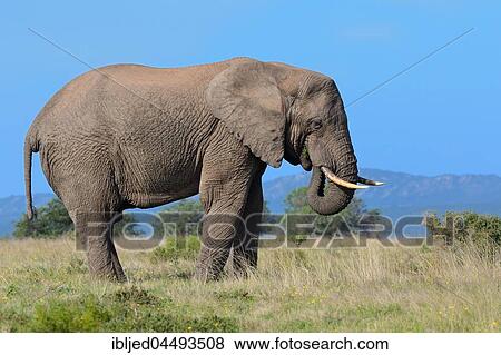 African bush elephant (Loxodonta africana), adult male feeding on grass, Addo Elephant National Park, Eastern Cape, South Africa, Africa View Large Photo Image Stock Photo - African bush elephant (Loxodonta africana), adult male feeding on grass, Addo Elephant National Park, Eastern Cape, South Africa, Africa. Fotosearch