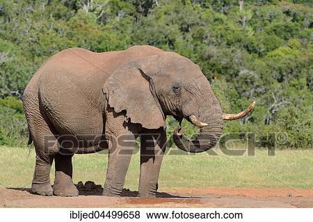 African bush elephant (Loxodonta africana), bull drinking at waterhole, Addo Elephant National Park, Eastern Cape, South Africa, Africa View Large Photo Image Stock Photo - African bush elephant (Loxodonta africana), bull drinking at waterhole, Addo Elephant National Park, Eastern Cape, South Africa, Africa. Fotosearch