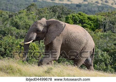 African bush elephant (Loxodonta africana), bull walking on dry grass, Addo Elephant National Park, Eastern Cape, South Africa, Africa View Large Photo Image Stock Photo - African bush elephant (Loxodonta africana), bull walking on dry grass, Addo Elephant National Park, Eastern Cape, South Africa, Africa. Fotosearch