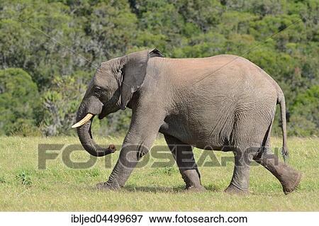 African bush elephant (Loxodonta africana), young male walking on grass, Addo Elephant National Park, Eastern Cape, South Africa, Africa View Large Photo Image Stock Photo - African bush elephant (Loxodonta africana), young male walking on grass, Addo Elephant National Park, Eastern Cape, South Africa, Africa. Fotosearch