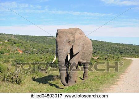 African bush elephant (Loxodonta africana), bull walking on grass along a dirt road, Addo Elephant National Park, Eastern Cape, South Africa, Africa View Large Photo Image Stock Photo - African bush elephant (Loxodonta africana), bull walking on grass along a dirt road, Addo Elephant National Park, Eastern Cape, South Africa, Africa. Fotosearch
