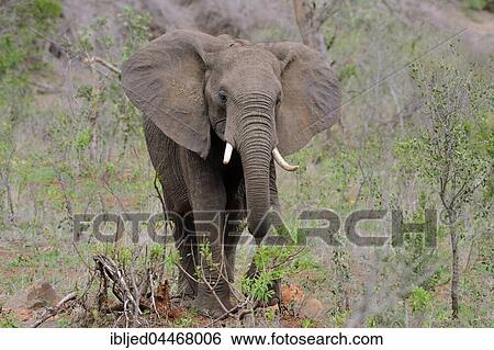 African bush elephant (Loxodonta africana) feeding, Kruger National Park, South Africa, Africa View Large Photo Image Stock Photograph - African bush elephant (Loxodonta africana) feeding, Kruger National Park, South Africa, Africa. Fotosearch