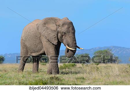 African bush elephant (Loxodonta africana), adult male feeding on grass, Addo Elephant National Park, Eastern Cape, South Africa, Africa View Large Photo Image Stock Photograph - African bush elephant (Loxodonta africana), adult male feeding on grass, Addo Elephant National Park, Eastern Cape, South Africa, Africa. Fotosearch