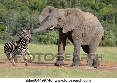 African bush elephant (Loxodonta africana), bull at waterhole scaring Burchell's zebra (Equus quagga burchellii), Addo Elephant National Park, Eastern Cape, South Africa, Africa View Large Photo Image Stock Photograph - African bush elephant (Loxodonta africana), bull at waterhole scaring Burchell's zebra (Equus quagga burchellii), Addo Elephant National Park, Eastern Cape, South Africa, Africa. Fotosearch