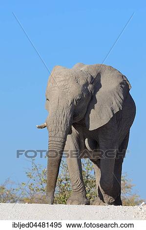 Stock Photography - African bush elephant (Loxodonta africana), adult female walking on a dirt road, low angle view, Etosha National Park, Namibia, Africa. Fotosearch