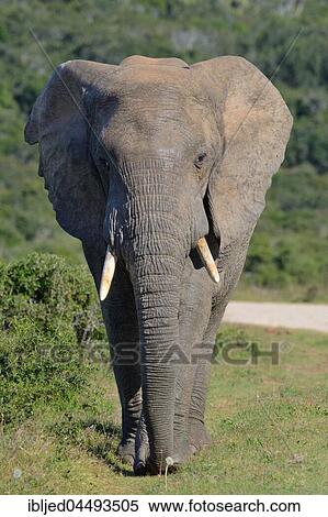 African bush elephant (Loxodonta africana), adult male walking, Addo Elephant National Park, Eastern Cape, South Africa, Africa View Large Photo Image Stock Photography - African bush elephant (Loxodonta africana), adult male walking, Addo Elephant National Park, Eastern Cape, South Africa, Africa. Fotosearch