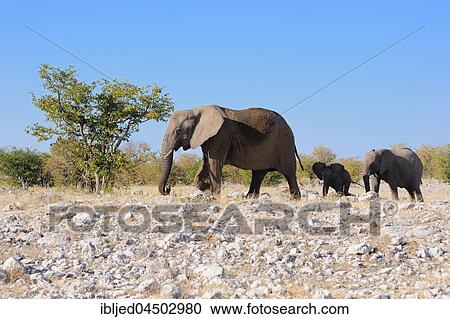 Stock Image - African bush elephants (Loxodonta africana), mother, male baby and calf walking on stony ground, Etosha National Park, Namibia, Africa. Fotosearch