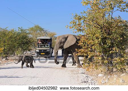 African bush elephants (Loxodonta africana), mother and baby crossing dirt road, in front of safari vehicles, Etosha National Park, Namibia, Africa View Large Photo Image Stock Image - African bush elephants (Loxodonta africana), mother and baby crossing dirt road, in front of safari vehicles, Etosha National Park, Namibia, Africa. Fotosearch