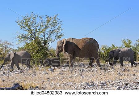 African bush elephants (Loxodonta africana), mother, male baby and calves walking on stony ground, Etosha National Park, Namibia, Africa View Large Photo Image Stock Image - African bush elephants (Loxodonta africana), mother, male baby and calves walking on stony ground, Etosha National Park, Namibia, Africa. Fotosearch