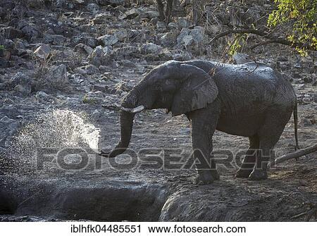 African elephant (Loxodonta africana), Kruger National Park, South Africa, Africa View Large Photo Image Stock Image - African elephant (Loxodonta africana), Kruger National Park, South Africa, Africa. Fotosearch