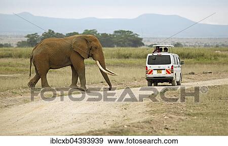African Elephant (Loxodonta africana) crossing a road, tourists in safari bus watching the elephant, Amboseli National Park, Kajiado County, Kenya, Africa View Large Photo Image Stock Photo - African Elephant (Loxodonta africana) crossing a road, tourists in safari bus watching the elephant, Amboseli National Park, Kajiado County, Kenya, Africa. Fotosearch