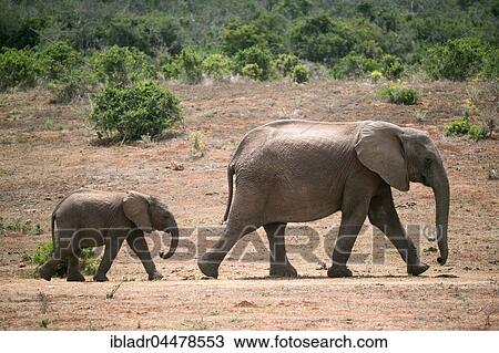 African Elfenat (Loxodonta africana) with young animal, Addo Elephant National Park, South Africa, Africa View Large Photo Image Stock Image - African Elfenat (Loxodonta africana) with young animal, Addo Elephant National Park, South Africa, Africa. Fotosearch