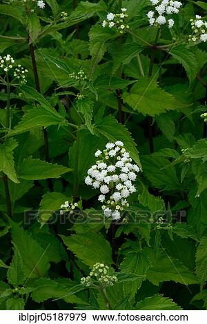 Stock Photo - Ageratum east, Ageratina aromatica. Fotosearch