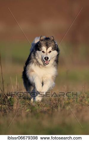 Stock Photo - Alaskan Malamute, bitch running across a meadow, head-on, Rhineland-Palatinate, Germany, Europe. Fotosearch