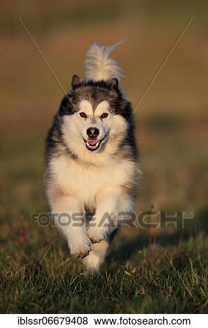 Alaskan Malamute, bitch running across a meadow, head-on, Rhineland-Palatinate, Germany, Europe View Large Photo Image Stock Photo - Alaskan Malamute, bitch running across a meadow, head-on, Rhineland-Palatinate, Germany, Europe. Fotosearch