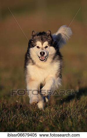 Alaskan Malamute, bitch running across a meadow, head-on, Rhineland-Palatinate, Germany, Europe View Large Photo Image Stock Photography - Alaskan Malamute, bitch running across a meadow, head-on, Rhineland-Palatinate, Germany, Europe. Fotosearch
