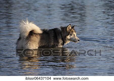 Alaskan Malamute bitch standing in water, Rhineland-Palatinate, Germany, Europe View Large Photo Image Picture - Alaskan Malamute bitch standing in water, Rhineland-Palatinate, Germany, Europe. Fotosearch