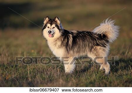 Alaskan Malamute, female standing in a meadow, Rhineland-Palatinate, Germany, Europe View Large Photo Image Stock Photo - Alaskan Malamute, female standing in a meadow, Rhineland-Palatinate, Germany, Europe. Fotosearch