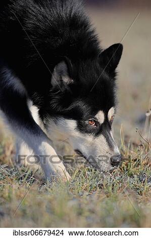 Alaskan Malamute, male dog sniffing in the grass, portrait, Rhineland-Palatinate, Germany, Europe View Large Photo Image Picture - Alaskan Malamute, male dog sniffing in the grass, portrait, Rhineland-Palatinate, Germany, Europe. Fotosearch