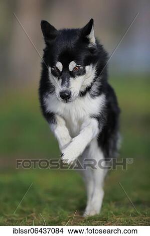 Alaskan Malamute male, jumps over the meadow, Rhineland-Palatinate, Germany, Europe View Large Photo Image Picture - Alaskan Malamute male, jumps over the meadow, Rhineland-Palatinate, Germany, Europe. Fotosearch