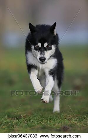 Alaskan Malamute male, jumps over the meadow, Rhineland-Palatinate, Germany, Europe View Large Photo Image Stock Image - Alaskan Malamute male, jumps over the meadow, Rhineland-Palatinate, Germany, Europe. Fotosearch