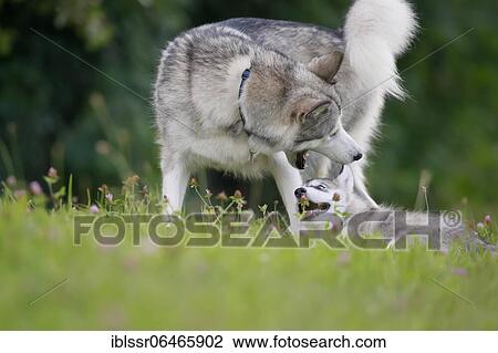 Alaskan Malamute playing puppy and mother, Baden-Württemberg, Germany, Europe View Large Photo Image Stock Image - Alaskan Malamute playing puppy and mother, Baden-Württemberg, Germany, Europe. Fotosearch