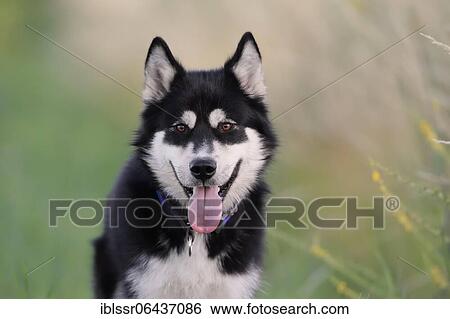 Alaskan Malamute Portrait, male dog, Rhineland-Palatinate, Germany, Europe View Large Photo Image Stock Photograph - Alaskan Malamute Portrait, male dog, Rhineland-Palatinate, Germany, Europe. Fotosearch