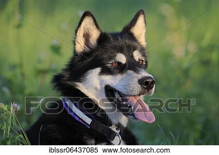 Stock Photography - Alaskan Malamute Portrait, male dog, Rhineland-Palatinate, Germany, Europe. Fotosearch