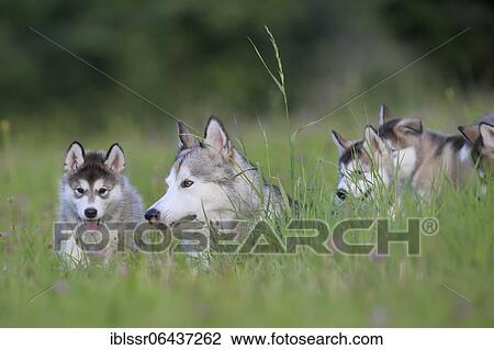 Alaskan Malamute puppies and dam in the grass, Baden-Württemberg, Germany, Europe View Large Photo Image Stock Image - Alaskan Malamute puppies and dam in the grass, Baden-Württemberg, Germany, Europe. Fotosearch