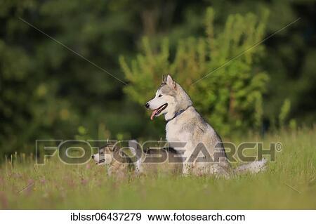 Alaskan Malamute puppies and dam sitting in the grass, Baden-Württemberg, Germany, Europe View Large Photo Image Stock Photo - Alaskan Malamute puppies and dam sitting in the grass, Baden-Württemberg, Germany, Europe. Fotosearch