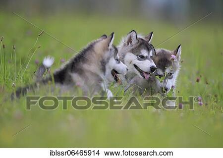 Alaskan Malamute puppies lying in the grass, Baden-Württemberg, Germany, Europe View Large Photo Image Picture - Alaskan Malamute puppies lying in the grass, Baden-Württemberg, Germany, Europe. Fotosearch