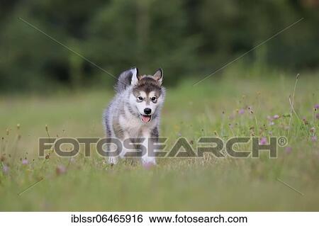 Alaskan Malamute puppy in a meadow, Baden-Württemberg, Germany, Europe View Large Photo Image Stock Photograph - Alaskan Malamute puppy in a meadow, Baden-Württemberg, Germany, Europe. Fotosearch