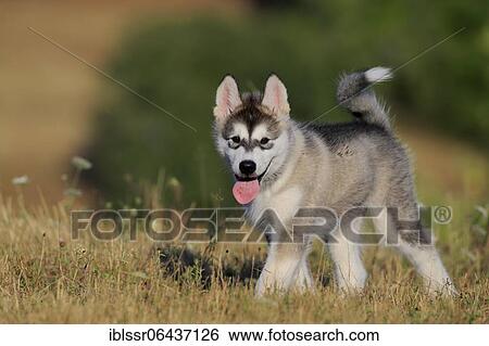 Alaskan Malamute puppy strokes through the grass, Baden-Württemberg, Germany, Europe View Large Photo Image Stock Photograph - Alaskan Malamute puppy strokes through the grass, Baden-Württemberg, Germany, Europe. Fotosearch