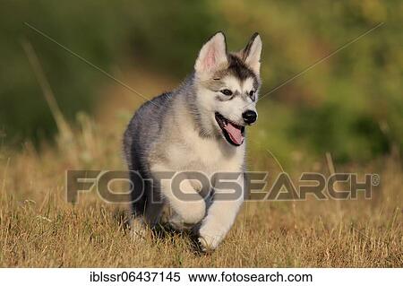 Alaskan Malamute puppy walks across a meadow, Baden-Württemberg, Germany, Europe View Large Photo Image Stock Photography - Alaskan Malamute puppy walks across a meadow, Baden-Württemberg, Germany, Europe. Fotosearch