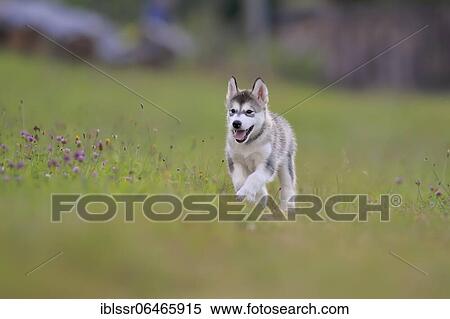 Alaskan Malamute puppy walks across a meadow, Baden-Württemberg, Germany, Europe View Large Photo Image Stock Photography - Alaskan Malamute puppy walks across a meadow, Baden-Württemberg, Germany, Europe. Fotosearch