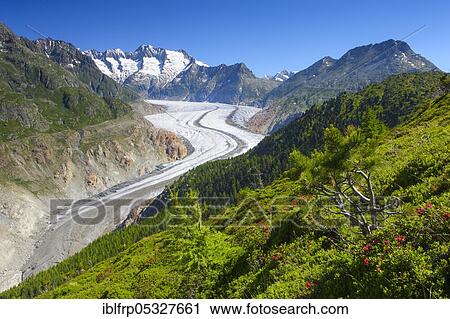 Stock Image - Aletsch Glacier, Valais, Switzerland, Europe. Fotosearch