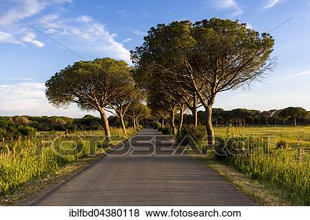 Alleyway with green pine trees, evening light, Albarese, Tuscany, Italy, Europe View Large Photo Image Stock Photo - Alleyway with green pine trees, evening light, Albarese, Tuscany, Italy, Europe. Fotosearch