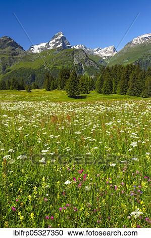 Stock Image - Alp Flix, Graubuenden, Switzerland, Europe. Fotosearch
