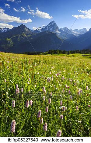 Stock Image - Alp Flix, Graubuenden, Switzerland, Europe. Fotosearch