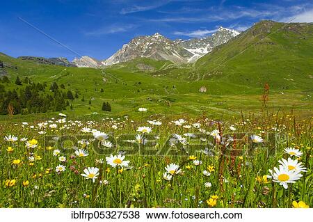 Stock Photo - Alp Flix, Graubuenden, Switzerland, Europe. Fotosearch