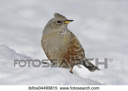 Alpine Accentor (Prunella collaris) in the snow, Tyrol, Austria, Europe View Large Photo Image Stock Photography - Alpine Accentor (Prunella collaris) in the snow, Tyrol, Austria, Europe. Fotosearch