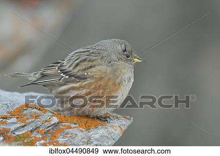 Alpine Accentor (Prunella collaris) on rock, Tyrol, Austria, Europe View Large Photo Image Stock Photo - Alpine Accentor (Prunella collaris) on rock, Tyrol, Austria, Europe. Fotosearch